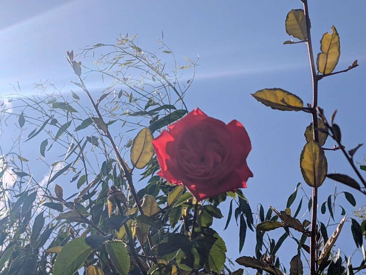 A photo of rose